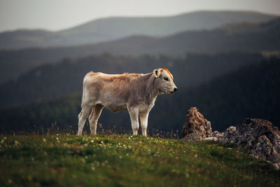 Calf standing on grassy field against mountains