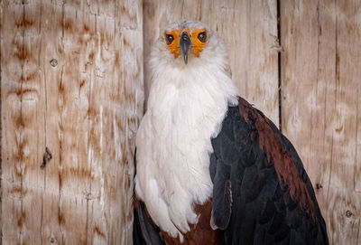 Portrait of owl perching on wall