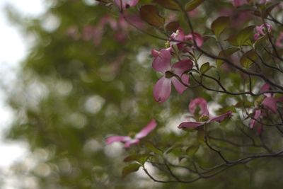 Close-up of pink flowers