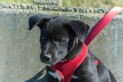 Close-up of puppy sitting on sunny day