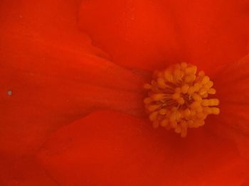 Close-up of red flower