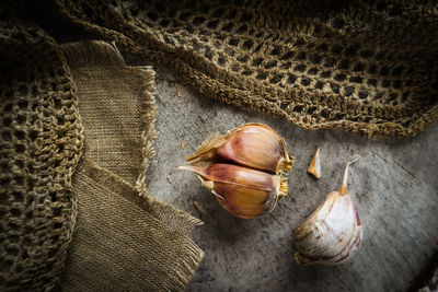 High angle view of snail