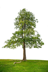 Tree in field against clear sky