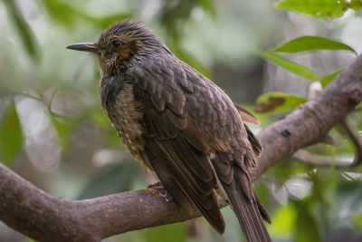 Low angle view of brown-eared bulbul perching on tree