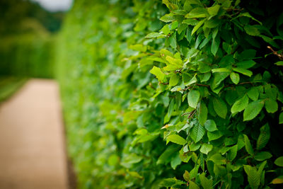 Close-up of fresh green plant