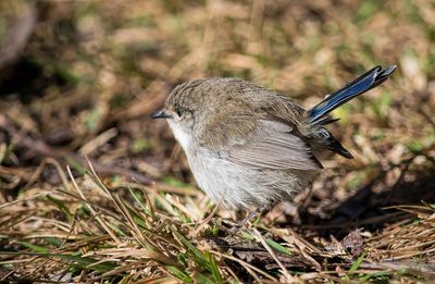 Close-up of a bird