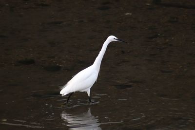 View of white swan in lake