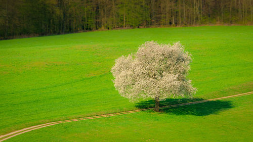 Scenic view of trees growing on field