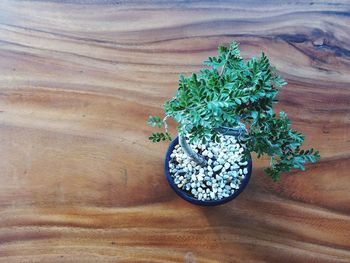 High angle view of potted herb on hardwood floor