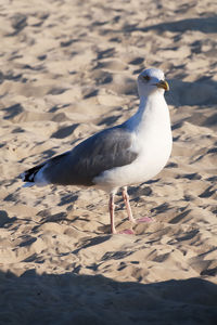 Seagull on beach