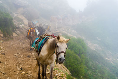 Horses in a farm