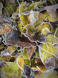 Full frame shot of dried plant