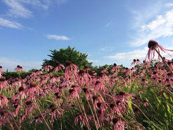 Flowers blooming on field