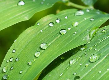 Close-up of raindrops on green leaves