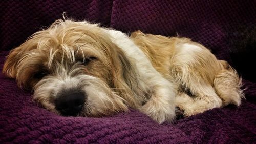 Close-up of a dog resting