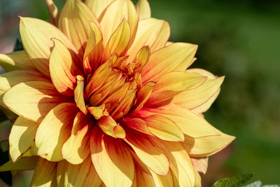 Close up of a yellow dahlia flower in the garden.