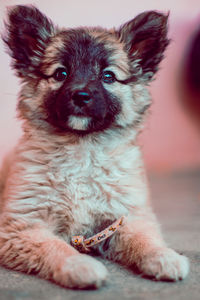 Portrait of cute dog