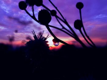 Close-up of plant against sky at sunset