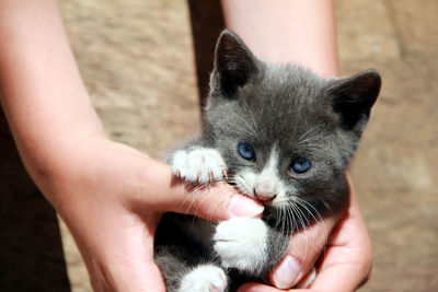 A girl's hands holding a grey kitten.