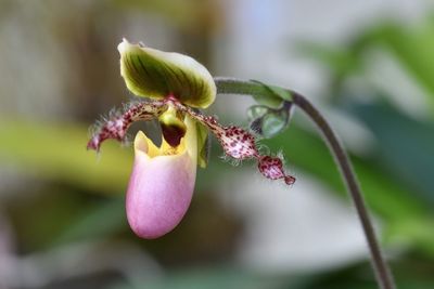 Close-up of red flowering plant