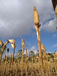 Low angle view of crops growing on field against sky
