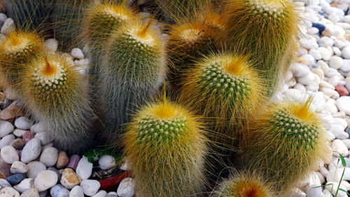 Full frame shot of succulent plant