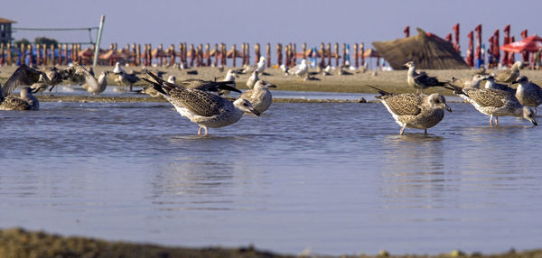 Flock of seagulls on beach