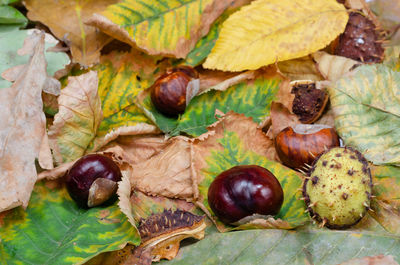 Close-up of fruits and leaves