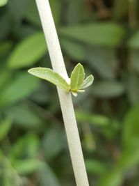 Close-up of plant growing outdoors