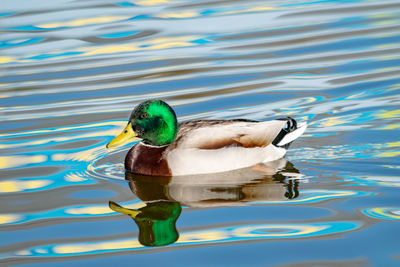 A duck having a swim on a lake with colourful ripples floating by