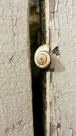 Close-up of snail