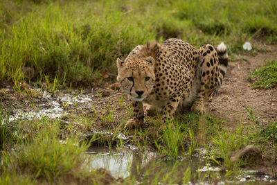 Cheetah lies by grassy puddle looking right