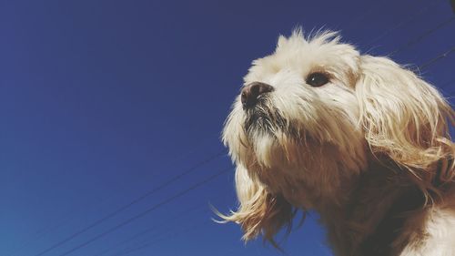 Close-up portrait of dog against sky