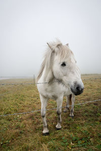 Horse standing in a field