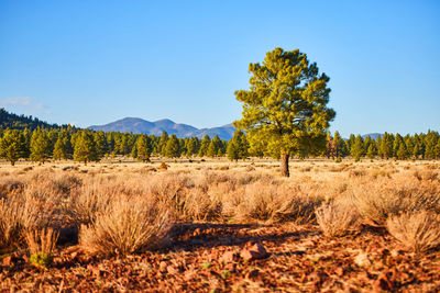 Trees on field against clear blue sky