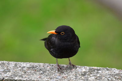 Close-up of bird perching on rock