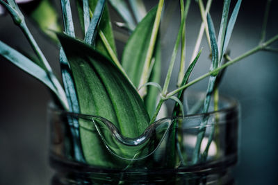 Close-up of plants in glass vase