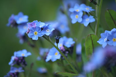 Close-up of purple flowering plant