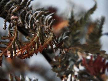 Close-up of pine tree during winter