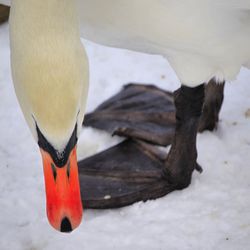 Close-up of a swan in snow