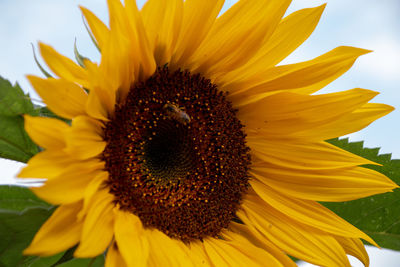 Close-up of sunflower