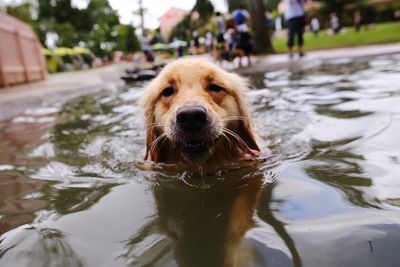 Portrait of dog in swimming pool