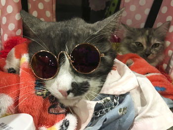 Portrait of cat relaxing at home