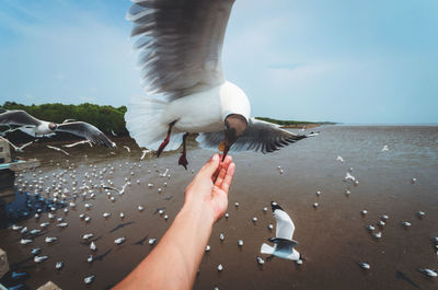 Midsection of man feeding bird on water against sky