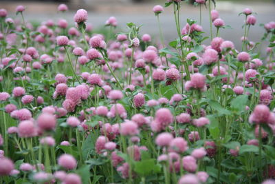 Close-up of pink flowering plants