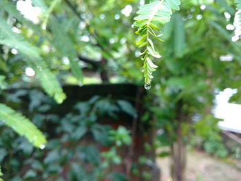 Close-up of fresh green leaves