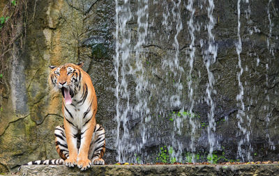 Bengal tiger sit near waterfall