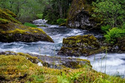 Scenic view of waterfall in forest