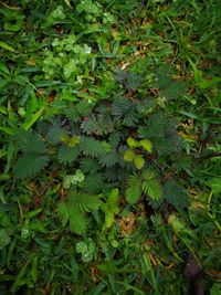 High angle view of leaves on field