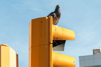 Low angle view of bird perching on metal against sky
